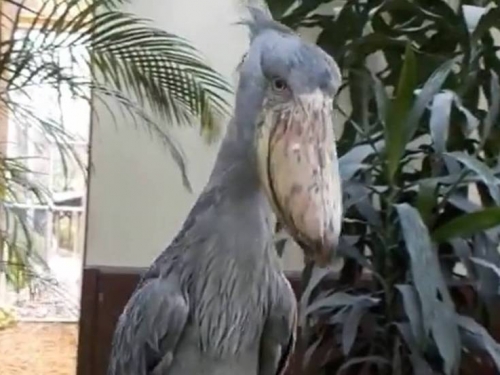哪裡在打機關槍？「巨鳥」聲音太特別大開眼界