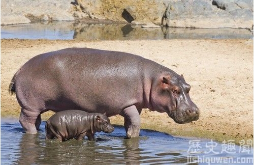 別碰!世界上最致命的10種生物!