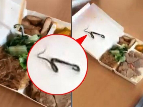 便當有蛇！ 他夾出10公分小蛇 網笑︰蛇肉便當蠻貴的
