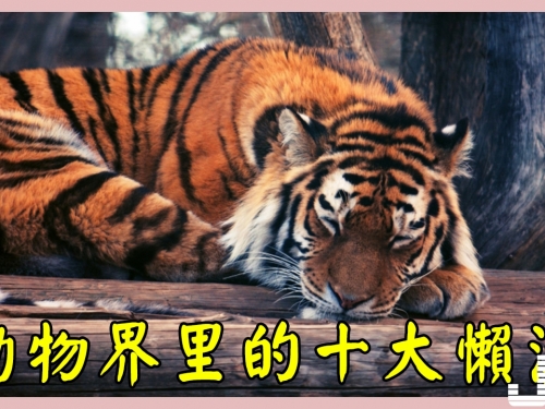 動物界的十大懶漢，貓科動物占比最高，第一名一般人都想不到
