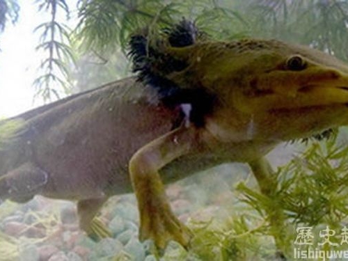 世上最易滅絕的生物是什麼?