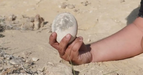 7千萬年恐龍蛋出土 「表面光滑如水煮蛋」保存超完整