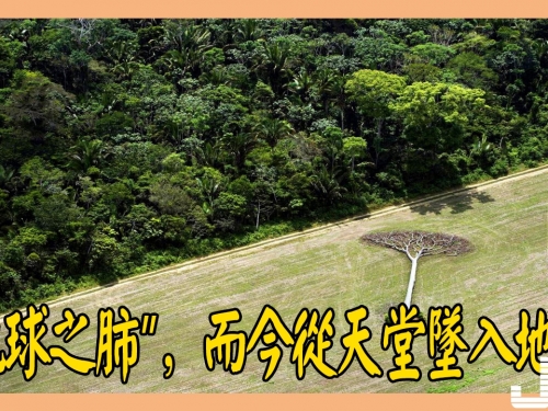 直擊世界上最大的森林，號稱“地球之肺”，而今從天堂墜入地獄