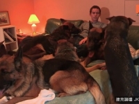 美馴狗師不用牽繩遛狼犬　「左3右3」一字排開像保鑣