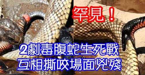 兩毒腹蛇河邊兇殘廝殺~這場世紀之戰
