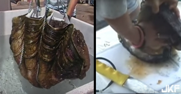 兩個女孩捕獲世界上最大的「鮑魚」！當他們拿刀切開裡面，用力一抓。。。場面徹底失控了！