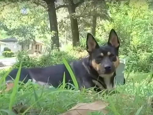 愛犬出門竟「叼回人骨」1年4次 主人傻眼：又來了