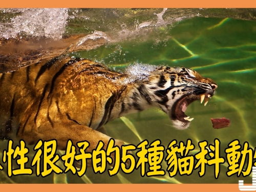水性很好的5種貓科動物：老虎獅子豹子美洲獅，都比不上小小的它！
