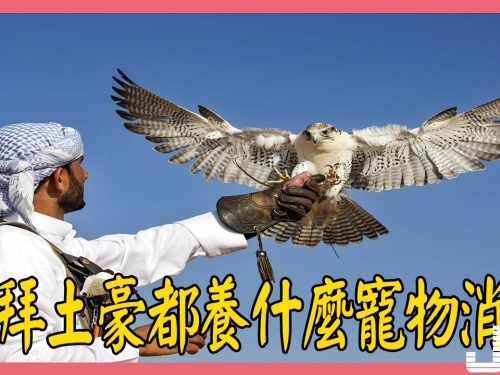錢多得幾輩子都花不完，迪拜的土豪都養什麼寵物消遣？