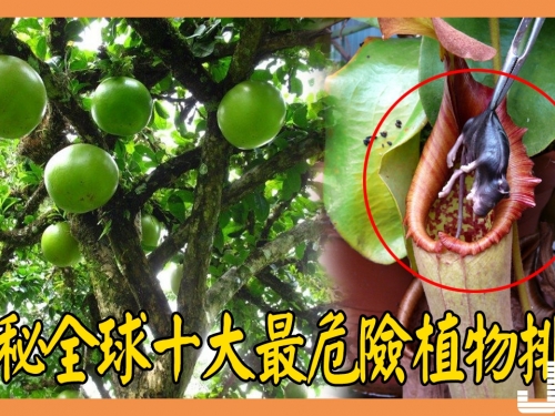 揭秘全球十大最危險植物排名，會爆炸的樹你見過嗎？