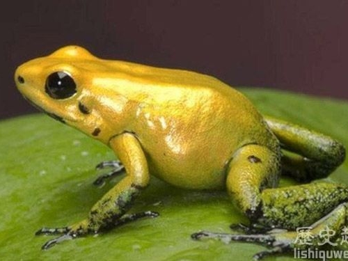 世界上最致命的生物:是金色箭毒蛙嗎?