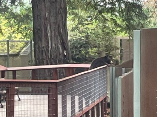 來打招呼？美國加州野熊跑進動物園 和園內熊隻互動後離開