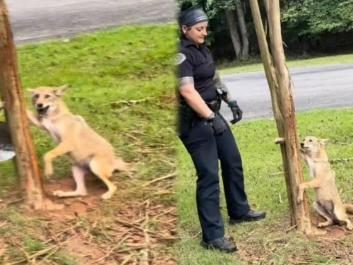 聽過「郊狼」怎麼叫嗎？ 美國警方野生動物救援影片爆紅