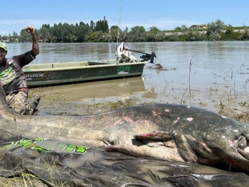 義大利波河水怪！近3公尺長超大型鯰魚被捕獲 打破世界紀錄
