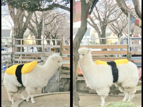 羊駝過冬裝酷似「玉子壽司」 網笑︰白泡泡又好呷！