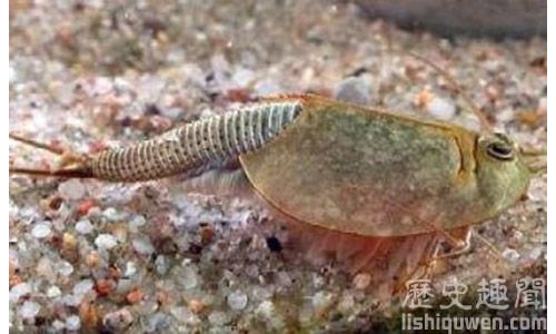 世界上最醜的生物:三眼恐龍蝦