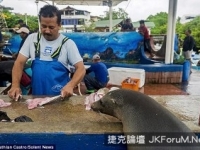 南美洲厄瓜多爾一只海獅每天到魚攤排隊買魚