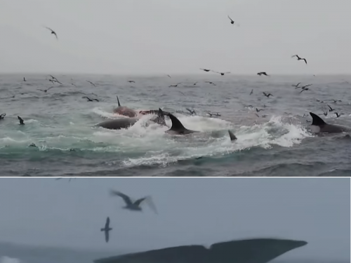 虎鯨圍殺成年藍鯨「戰術細節滿滿」 史上首見影片曝光！