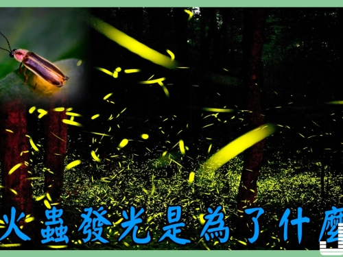 螢火蟲如何發光？發光是為了什麼？