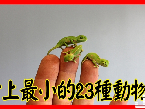 太萌了！！世上最小的 23 種動物！The 23 Smallest Animals In the World！