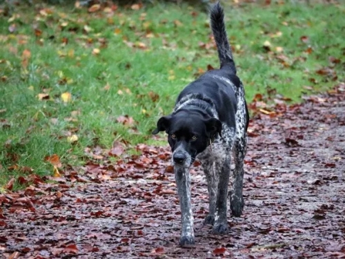 到公園遛狗愛犬竟撿回「人骨」！ 飼主嚇壞報警意外揭分屍案