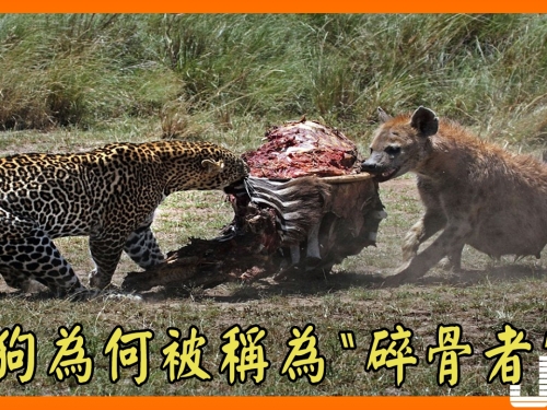 鬣狗為何被稱為“碎骨者”？看看它們的食物就知了