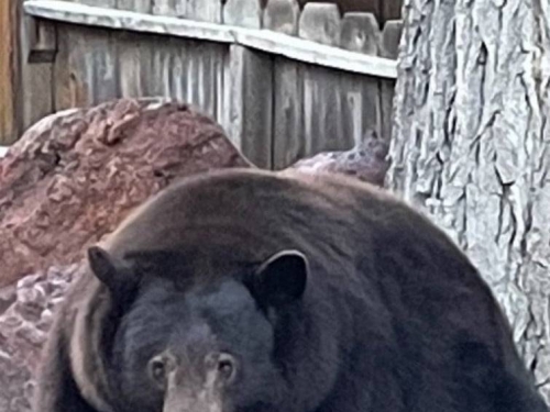 這熊超肥！美加州出現226公斤黑熊 闖入民宅尋找食物
