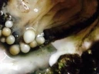 罕見！荷蘭男子意外在一顆牡蠣中發現10顆珍珠