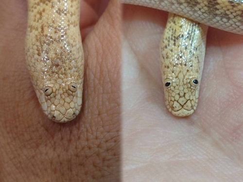 他秀寵物蛇「睡著VS清醒」對比照 網笑翻︰超像禮拜一的我！