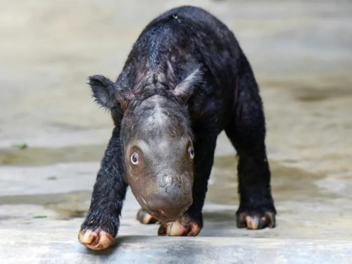 全球不到80頭 印尼「蘇門答臘犀牛」寶寶誕生 全身毛毛可愛亮相