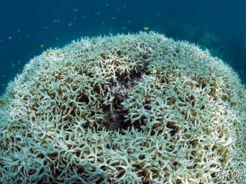 第6次物種大滅絕已經到來？科學家發現珊瑚中出現災難徵兆