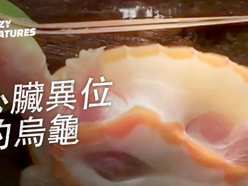 心臟異位的白化粉紅腹側頸龜！| 奇怪動物紀錄片