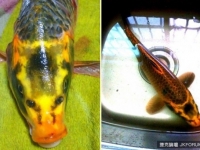 長相酷似人臉 罕見鯉魚現身湖南