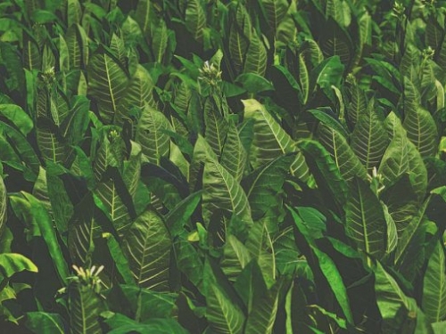 植物會說話？科學家發現植物會發出人類聽不見的超音波
