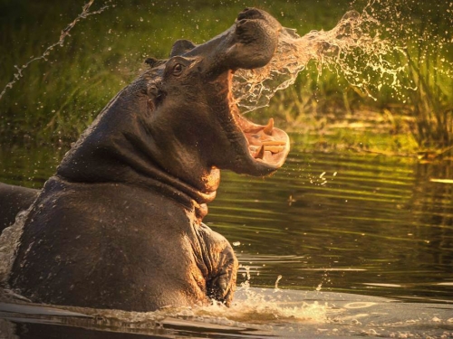 不爽侵門踏戶 河馬爆氣追殺獅群 結局超意外