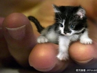 世界上最小的貓