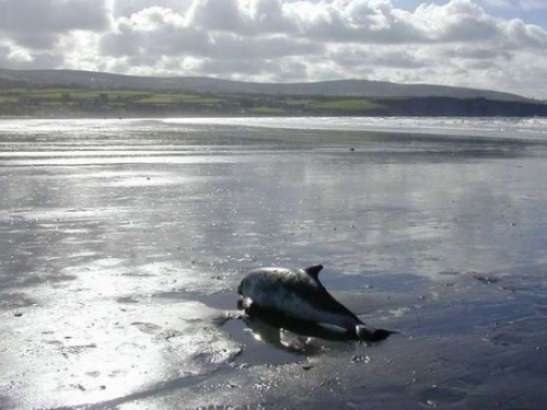 慟！化學物質汙染海水 海豚寶寶被母乳毒害