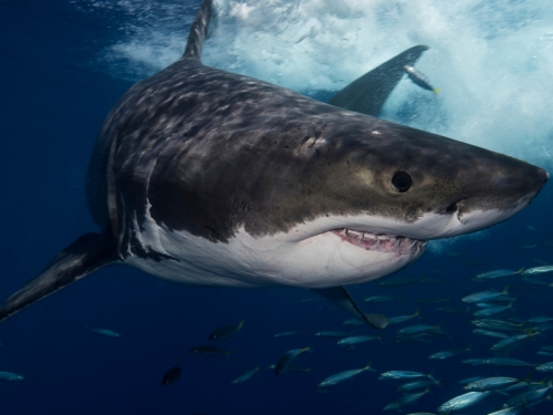 追蹤635公斤大白鯊 專家見路徑圖傻眼：牠的自畫像