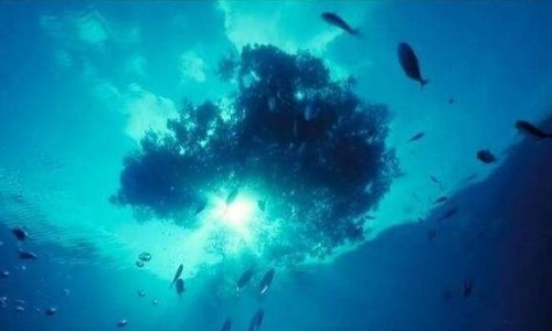 馬尾藻海，世界上最乾淨的海，透明度深達72米