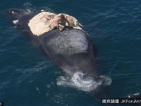 危險！澳男爬坐鯨屍　險成鯊魚腹中物
