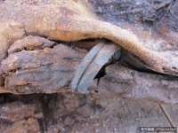 美學者發現埃及百萬具木乃伊　龐大人口來源是個謎