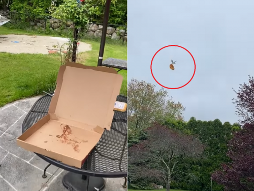 多謝款待！披薩離奇消失 抬頭驚見海鷗整塊外帶