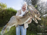 世界上最大的兔兔，碰到勢均力敵的對手：牠兒子