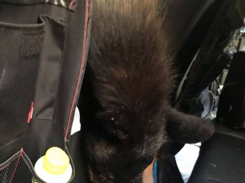 美國車主傻眼！打開車門驚見黑熊熱死在裡面