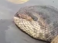 8公尺巨蛇泰國現身　民眾直呼：超恐怖