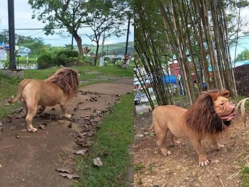 驚！路上遇霸氣獅子 背影殺手竟是牠