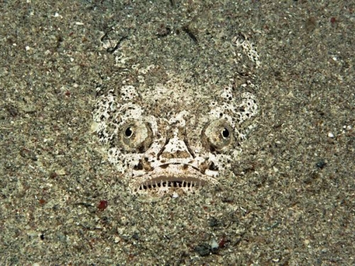 拉起魚網被哀怨皺眉「人面魚」凝視 漁民發毛不敢吃