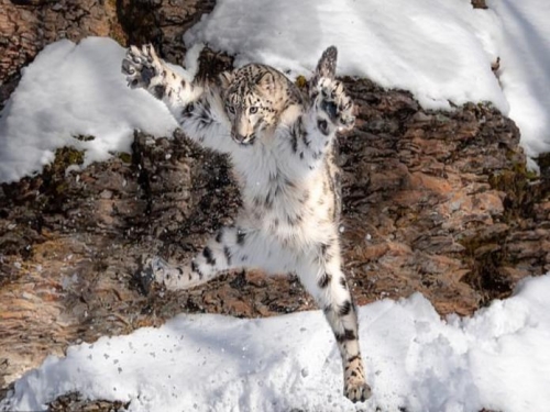 攝影師捕捉大貓在雪地跳躍的超萌瞬間雪豹：來跳舞吧！