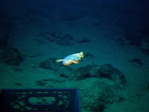 發現罕見「小飛象章魚」新種 活生生出水畫面曝光