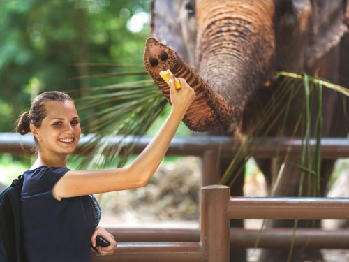 狒狒教的？德動物園大象吃播秀「這絕技」 科學家讚嘆